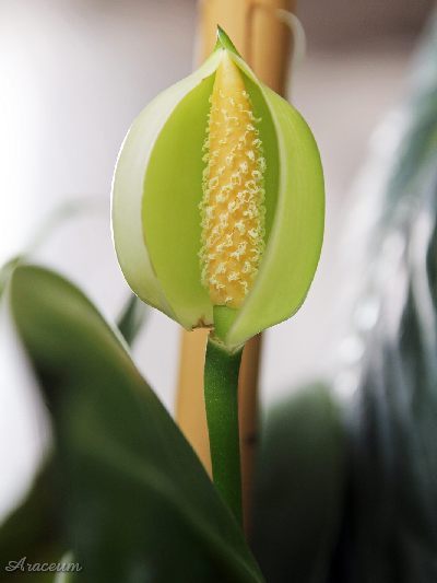 Stenospermation ulei © Bartosz T. Zalewski